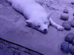 -芜湖新华联大白鲸海洋公园