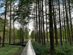 -黄海国家森林公园