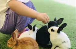 -萌宠亲子动物乐园(槐房万达店)