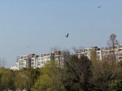 -新江湾城公园