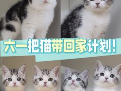 -lincat·猫舍(广州店)