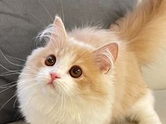 -lincat·猫舍(广州店)