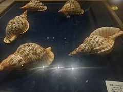 -青岛贝壳博物馆