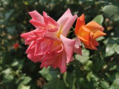-莲花池公园
