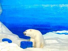 -海合安天津极地海洋公园