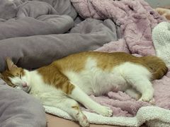 -瑞派康怡24h宠物医院·犬猫医疗中心·微创绝育(瑞景分院)