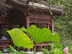 -莲湖公园
