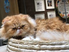 -藏猫猫咖啡主题馆(中央大道店)