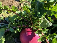 -圣露庄园·露营·烤肉·亲子