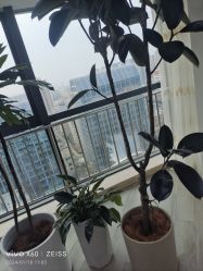 -HEYAN荷妍专业脱毛连锁机构
