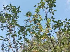 -京城小江南·北京烤鸭·江南土菜·白鱼(中关村店)