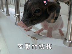 -怪兽屋·羊驼·猫咖·狗咖(俊华广场店)