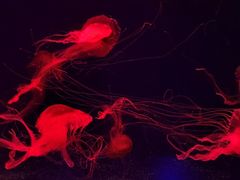 -波塞冬旅游度假区