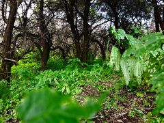 -云顶山风景区