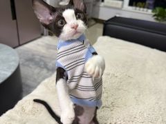 -中农大我爱我爱动物医院·核磁CT·猫病·24小时夜诊中心(石佛营店)