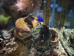 -太平洋海底世界