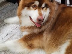 -百好乐宠物友好餐厅(朝外大街店)