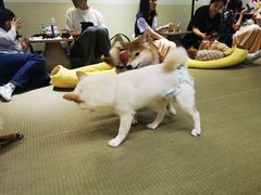 -逗柴咖啡屋·狗咖猫咖宠物桌游