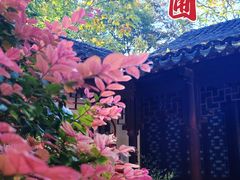 -秋霞圃