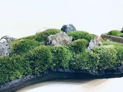 -植觉