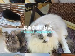 -豆逗聊愈猫阁Easy Life