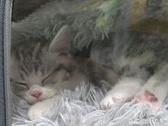 -糯米喵星人总部直营旗舰店·猫舍·幼猫出售