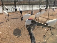 -盐城丹顶鹤湿地生态旅游区