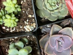 -双季花艺园艺市场(浦东店)