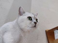 -藏猫猫咖啡主题馆(中央大道店)