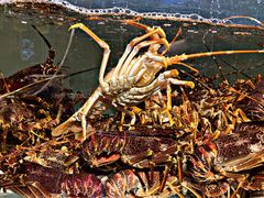 -万龙洲海鲜(大兴绿地缤纷城店)