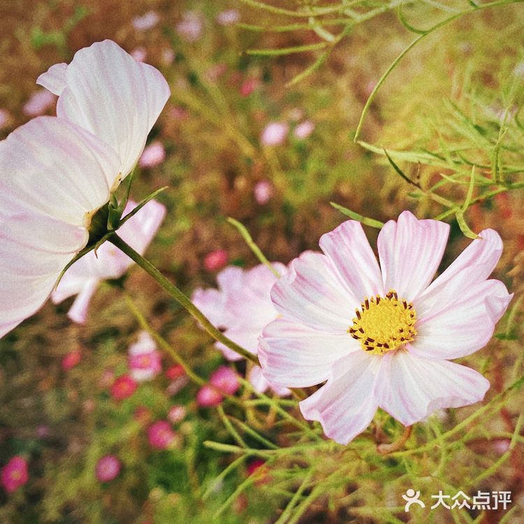 秋日的记忆🍂🍂🍂