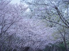 -白塘生态植物园