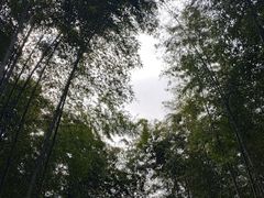 -午潮山国家森林公园