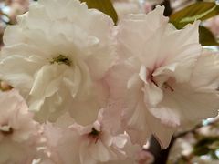 -古柏渡飞黄旅游区