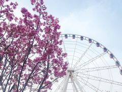 -顾村公园