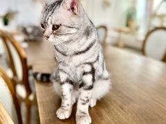 -共舞时光猫咖·狗咖(新街口店)