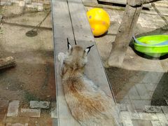 -青藏高原野生动物园