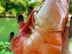 -小陆莲花蟹园农家乐(莲花岛店)