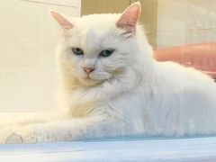 -1013 PET SHOP 宠物商店(近铁城市广场店)