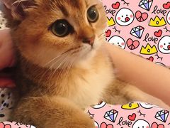 -猫大福·Fortune Cat猫舍(百子湾店)