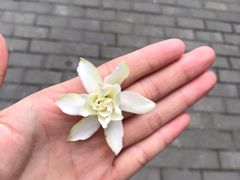 -麦当劳(静安寺店)