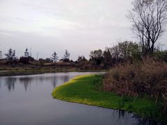 -桤木河湿地公园