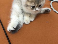 -欣宠猫屋·矮脚拿破仑·蓝金金渐层