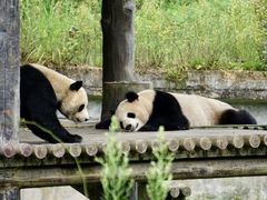 -中国大熊猫保护研究中心雅安碧峰峡基地