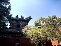 -洛阳白马寺