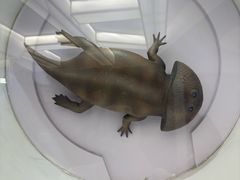 -陕西自然博物馆