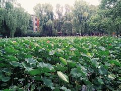 -四川大学(望江校区)