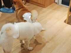 -南京Hallo宠物乐园·哈罗犬舍·柴犬繁育基地