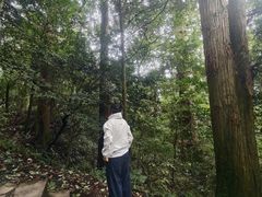 -天目山大树王景区