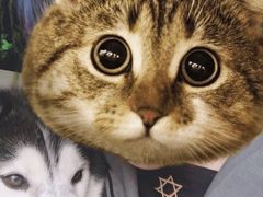 -Husky Go! 哈士奇体验馆·宠物咖啡厅狗咖